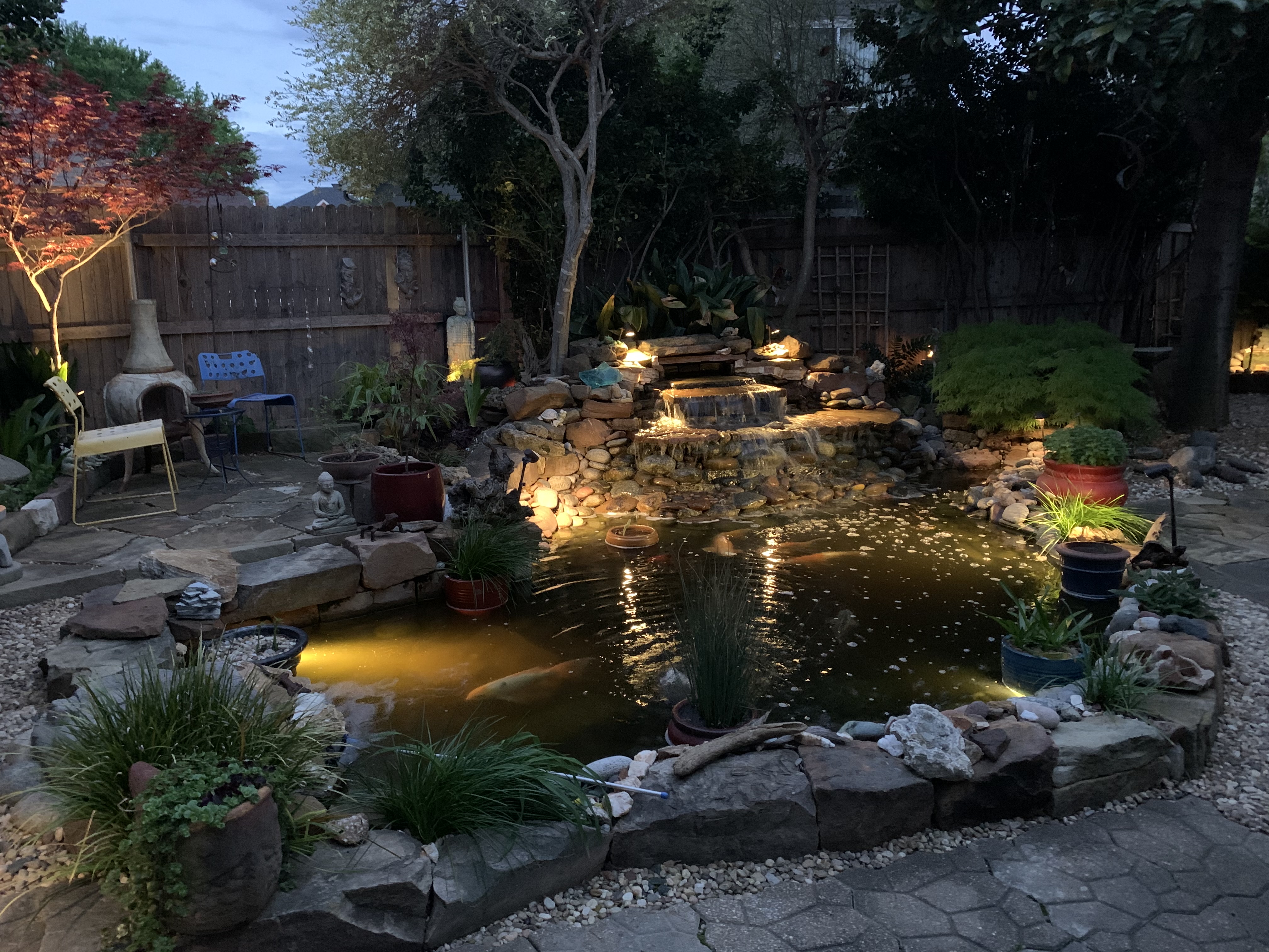 koipond